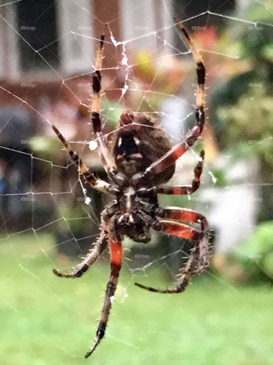 Face underbelly