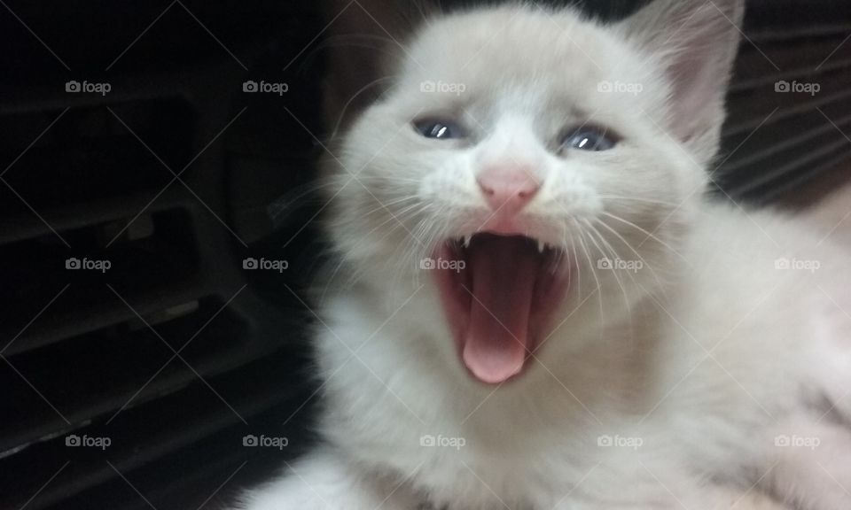 kitty yawn