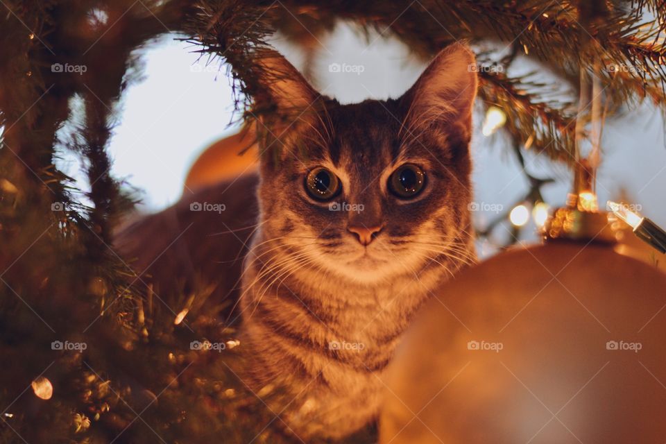 Cat in the Christmas tree