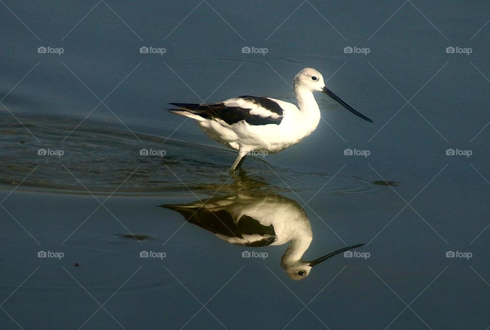Avocet Wading Through the Water