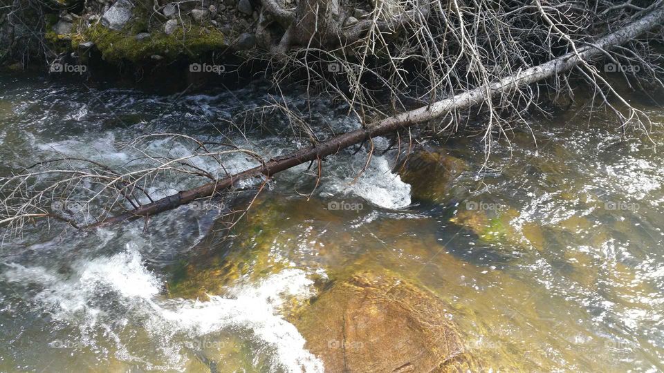 Fallen tree in the river