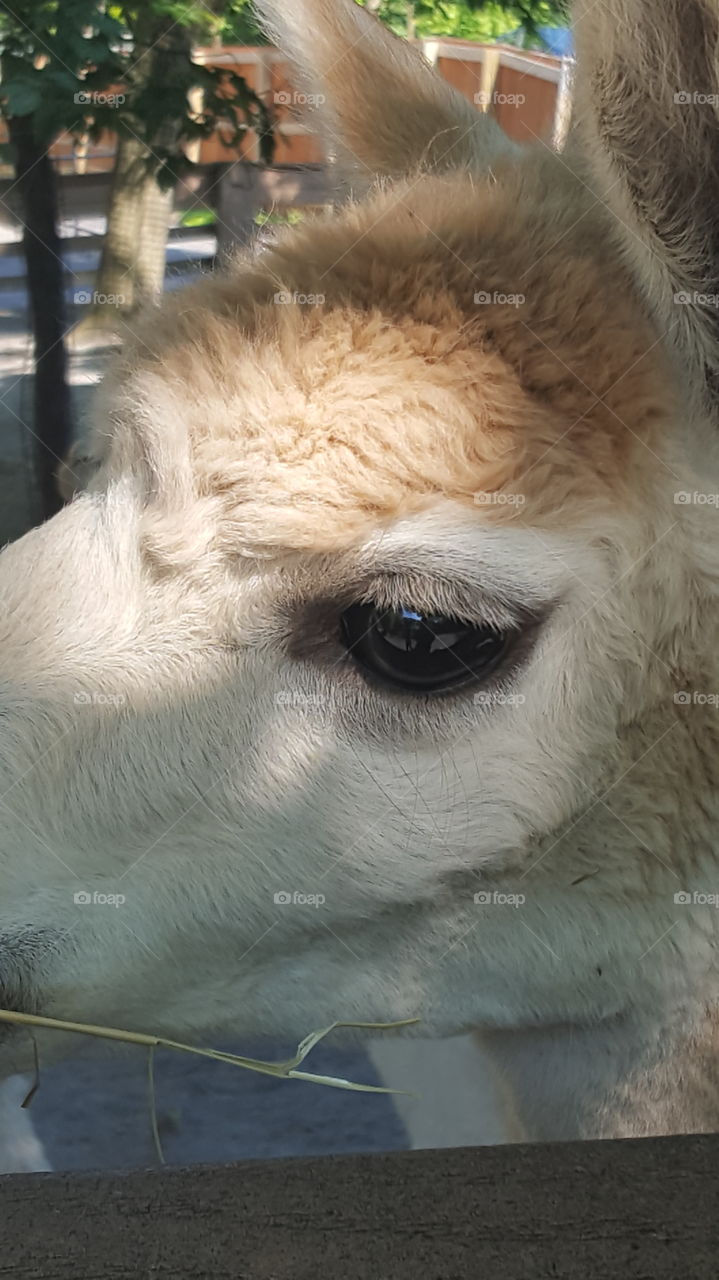 alpaca eye