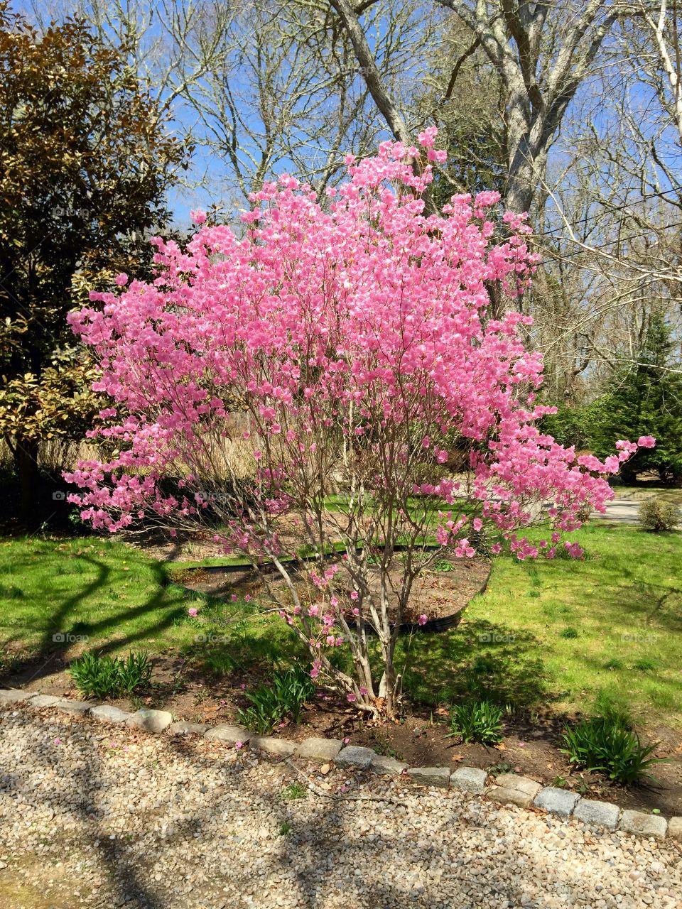 Spring. Falmouth, MA