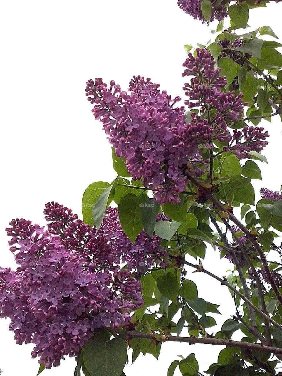 lilac flower