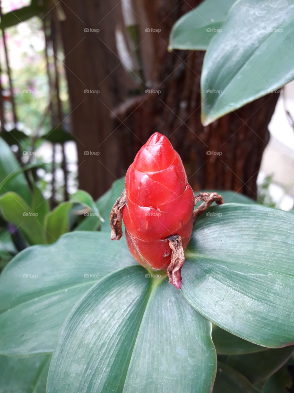 the smaller red flower bud