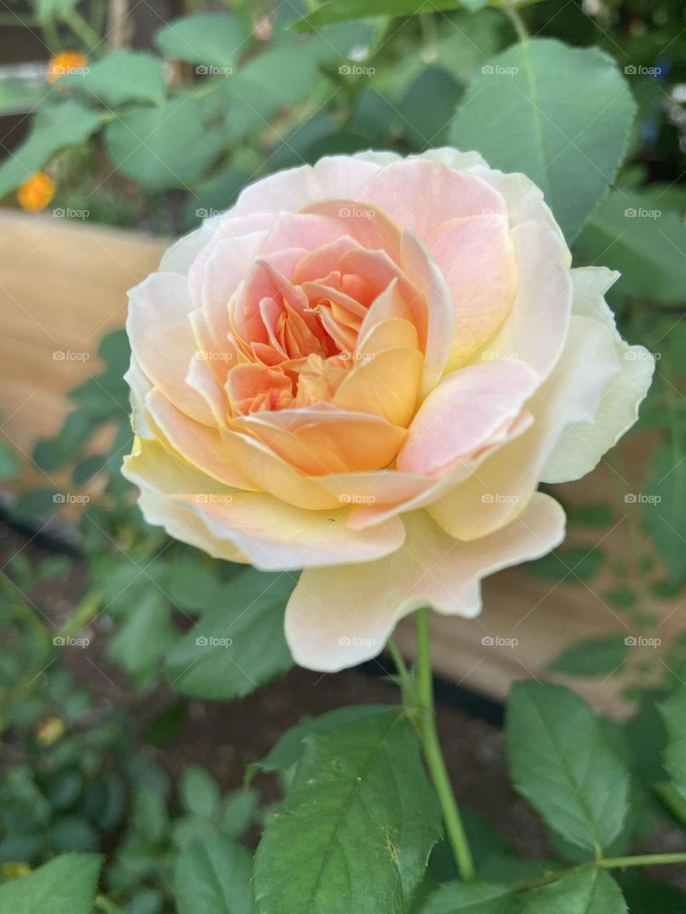 Rose gold