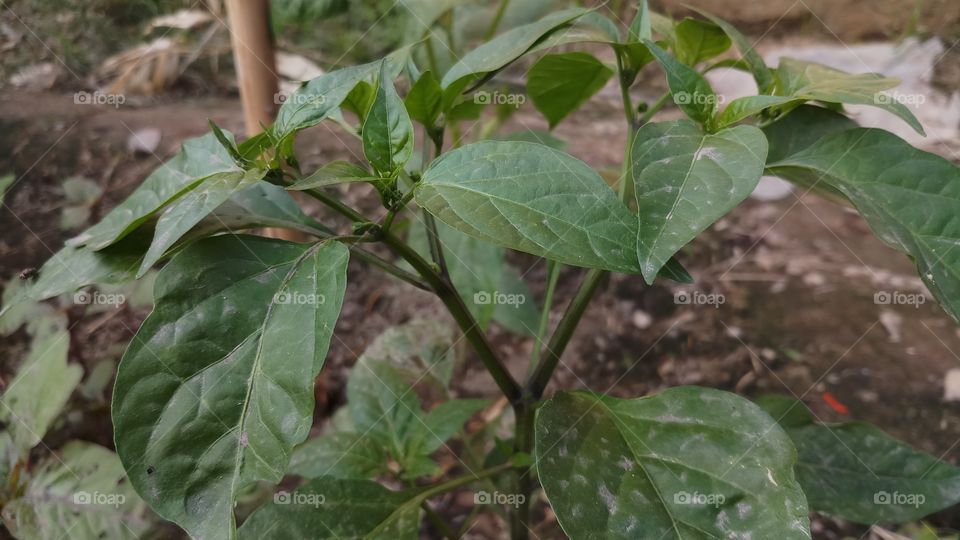 chilli plant