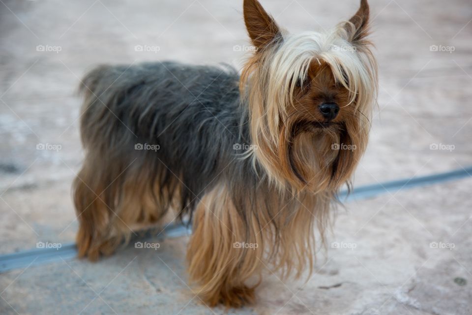 Close-up of terrier puppy