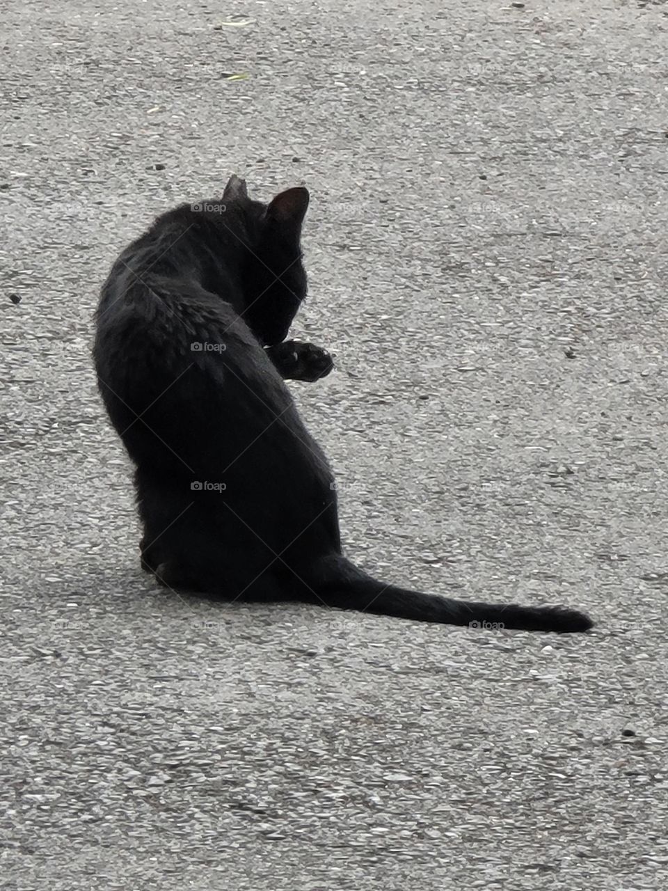 black cat licking his hand