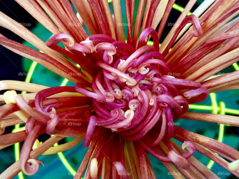 Japanese chrysanthemum blossom