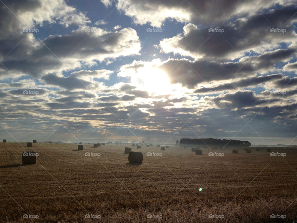 Morning field of hay bales