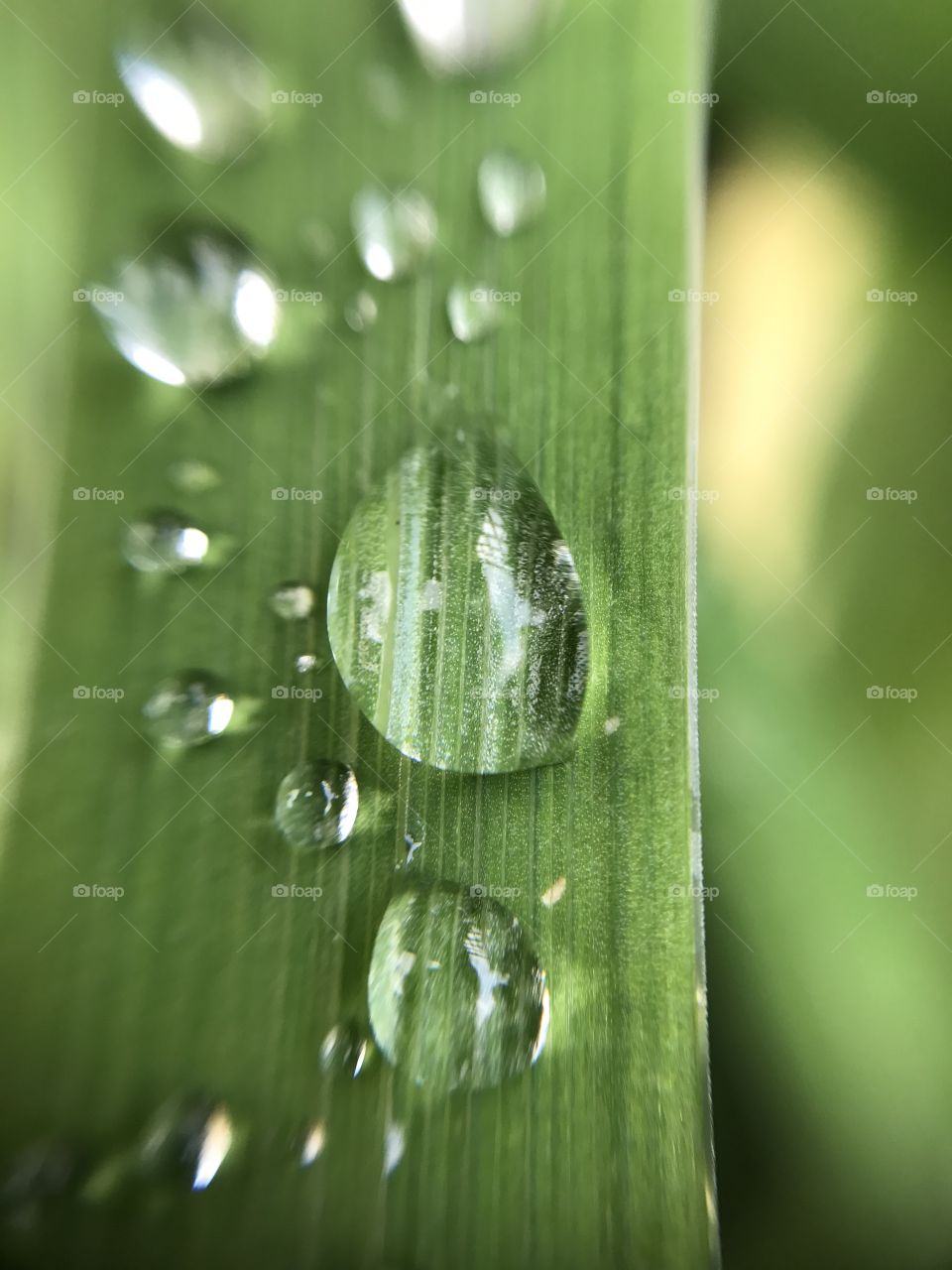 Rain, Dew, Drop, Droplet, H2 O