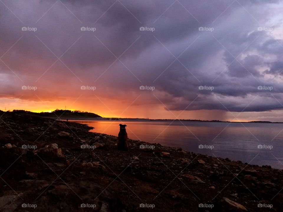 Thor enjoying another epic sunset over the lake!
