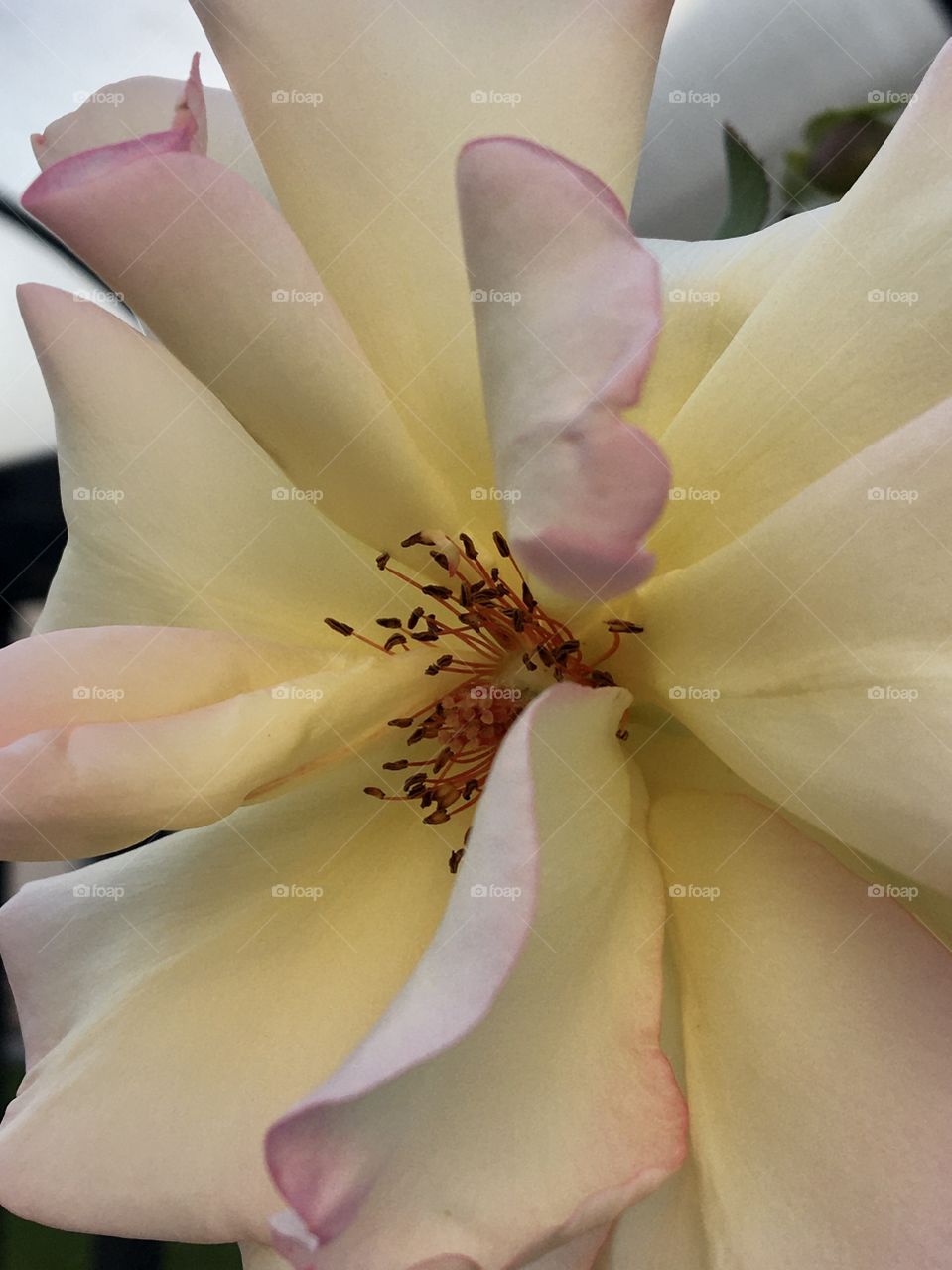 Profile view of a full blooming rose