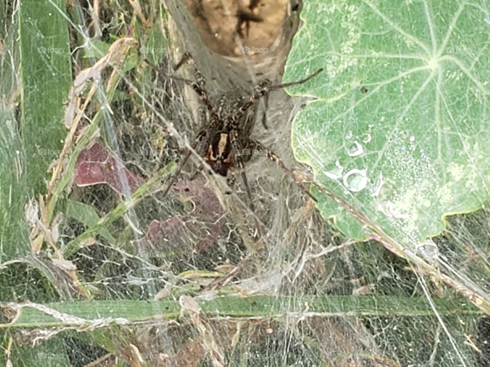 pretty spider in her nest