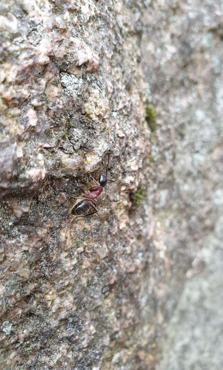A little ant on a rock.