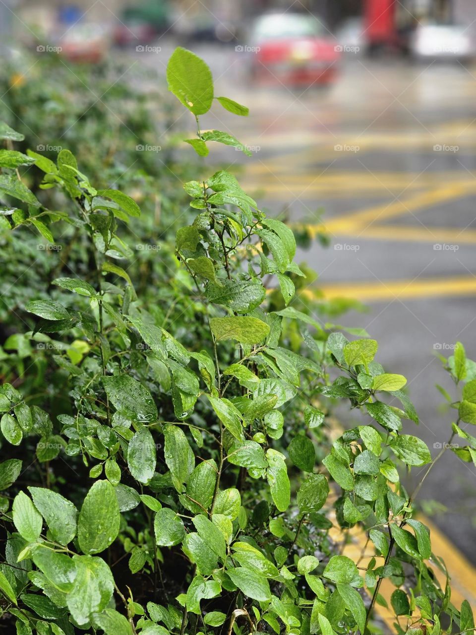 Roadside plants with green leaves in the city