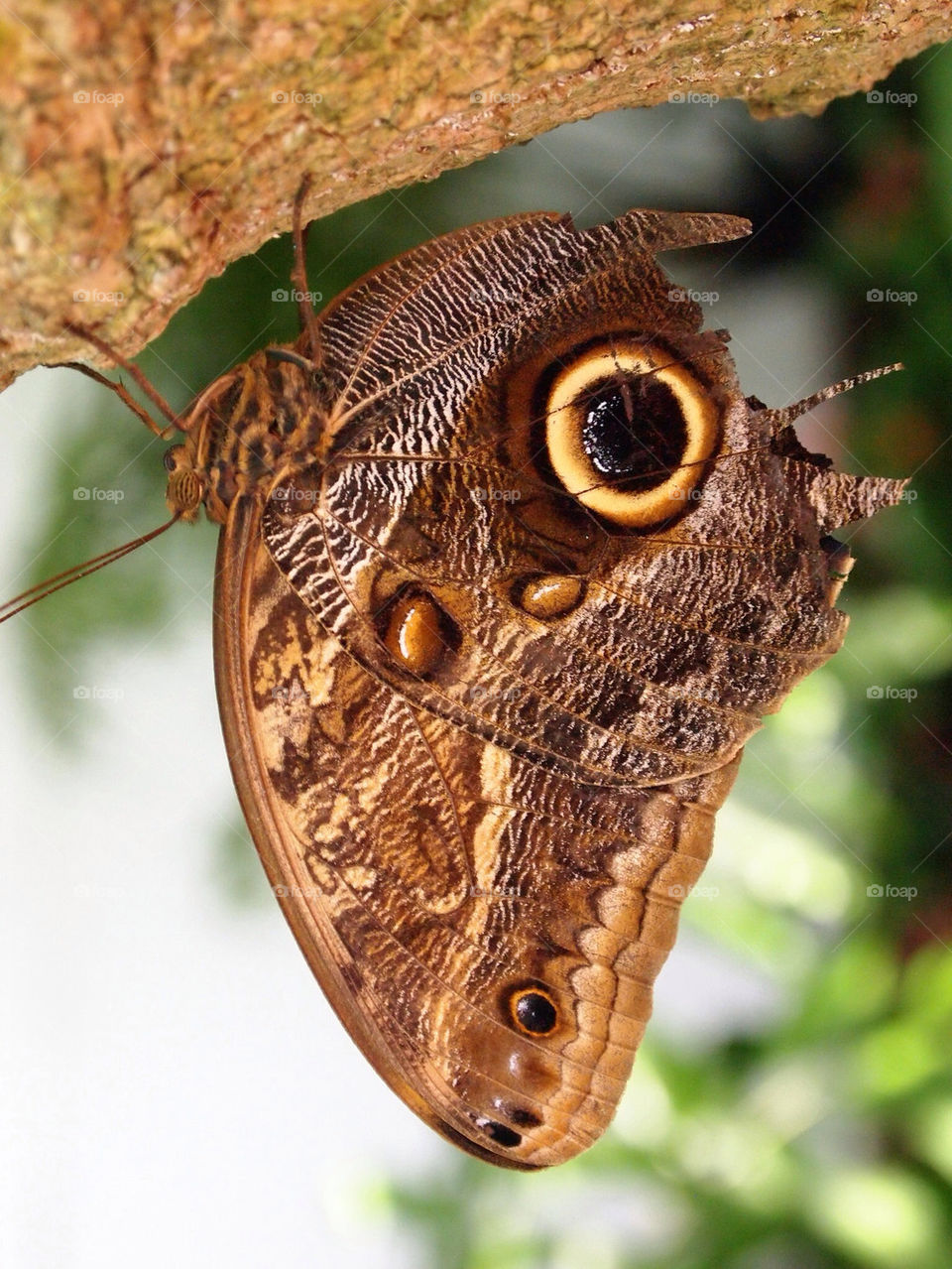 nature butterfly owlbutterfly by jeratan