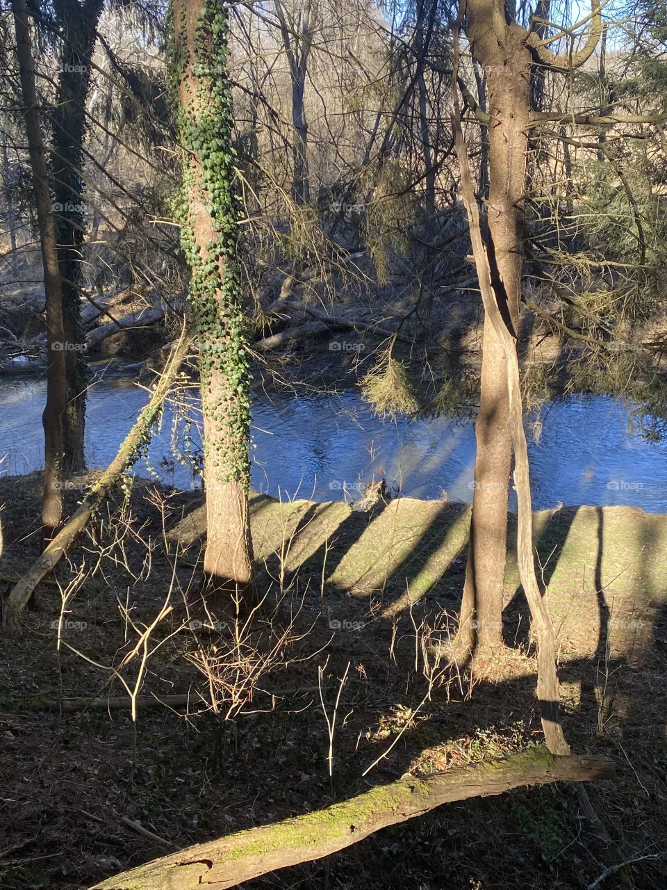 Woods 