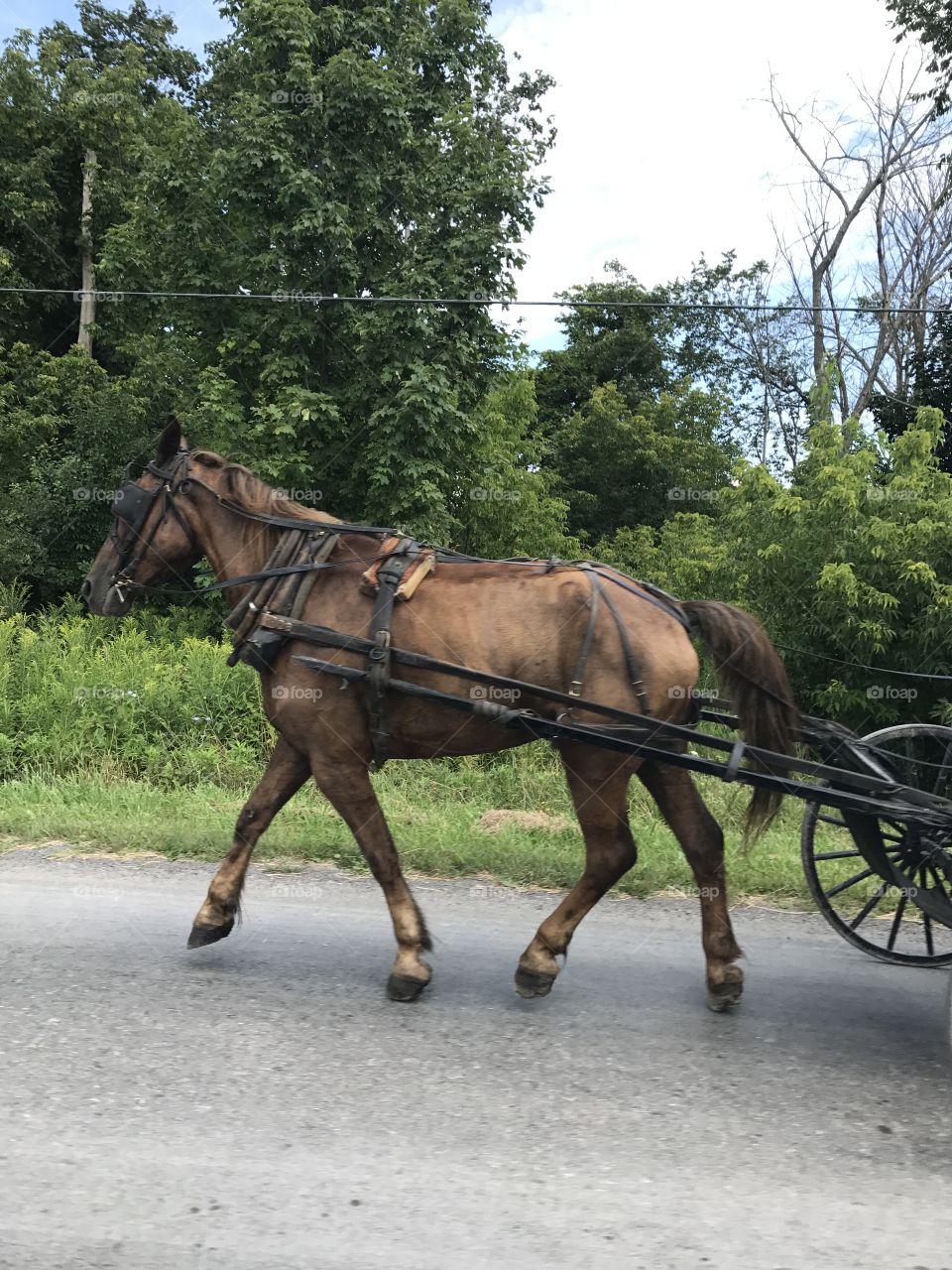 Horse and Buggy 