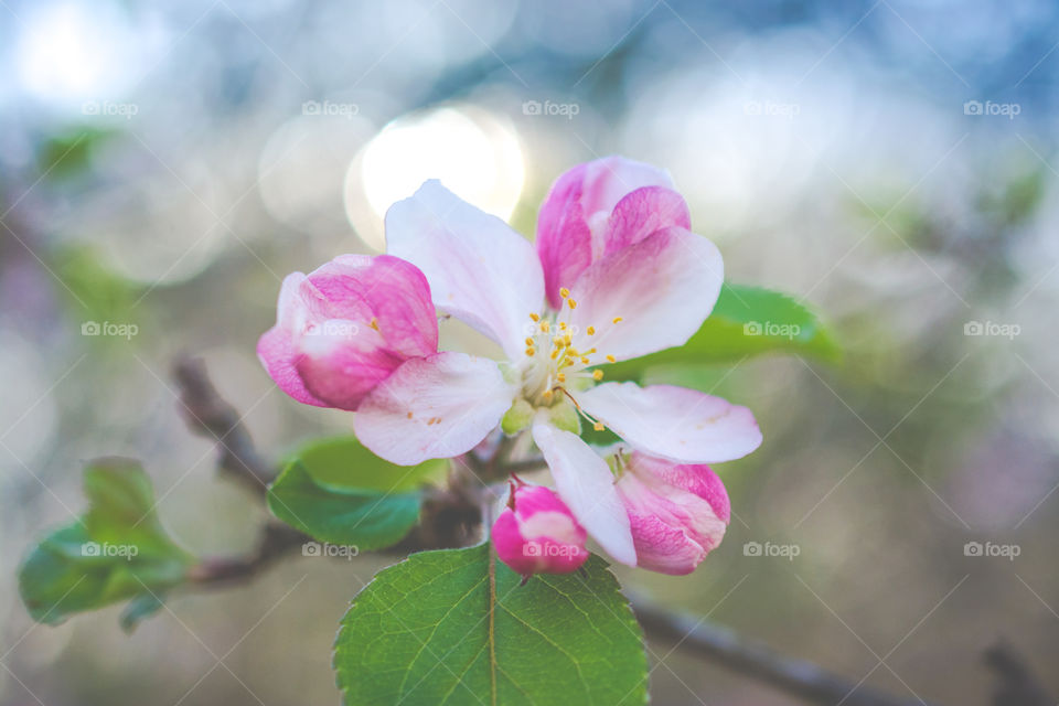 Pink Apple Tree Bloom