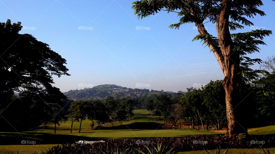 green. a lawn of a golf course