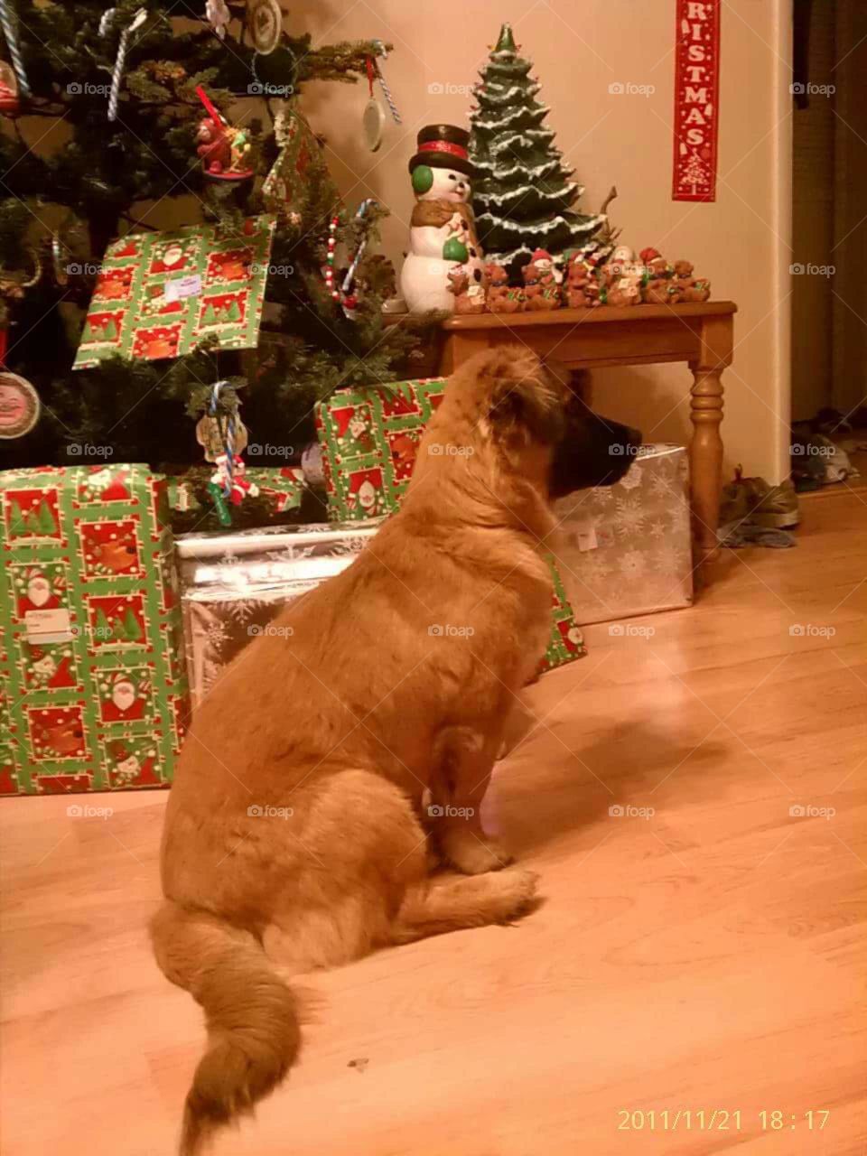 Lil Brother waiting on his present