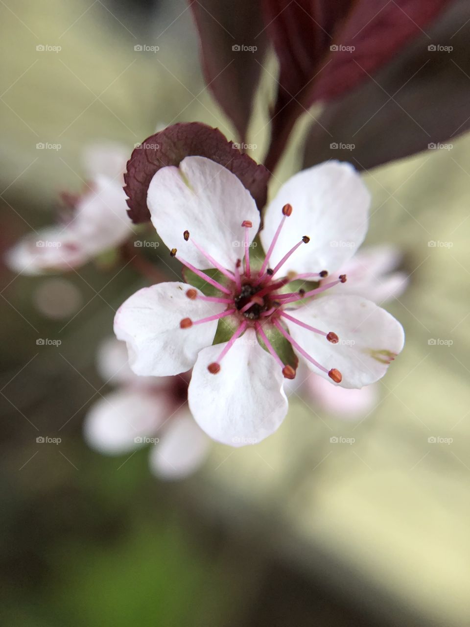 Cherry Blossom