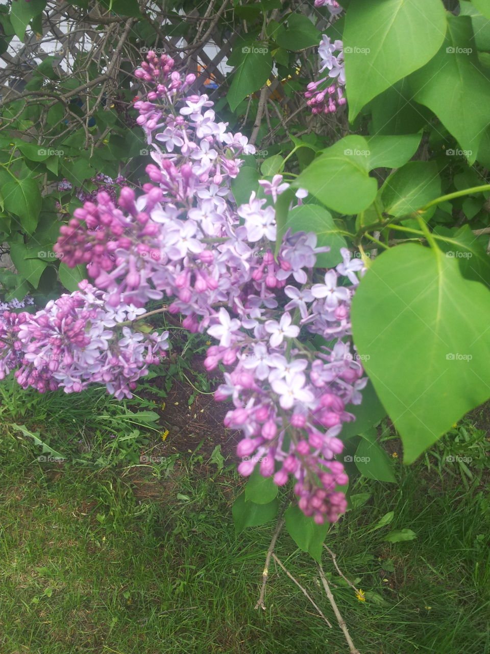 lovely lilacs
