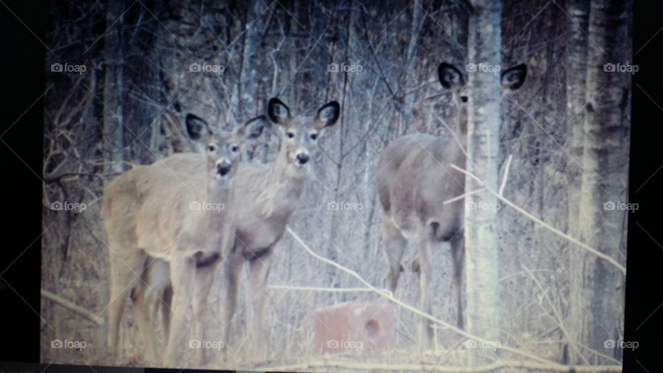 Deer Family in backyard