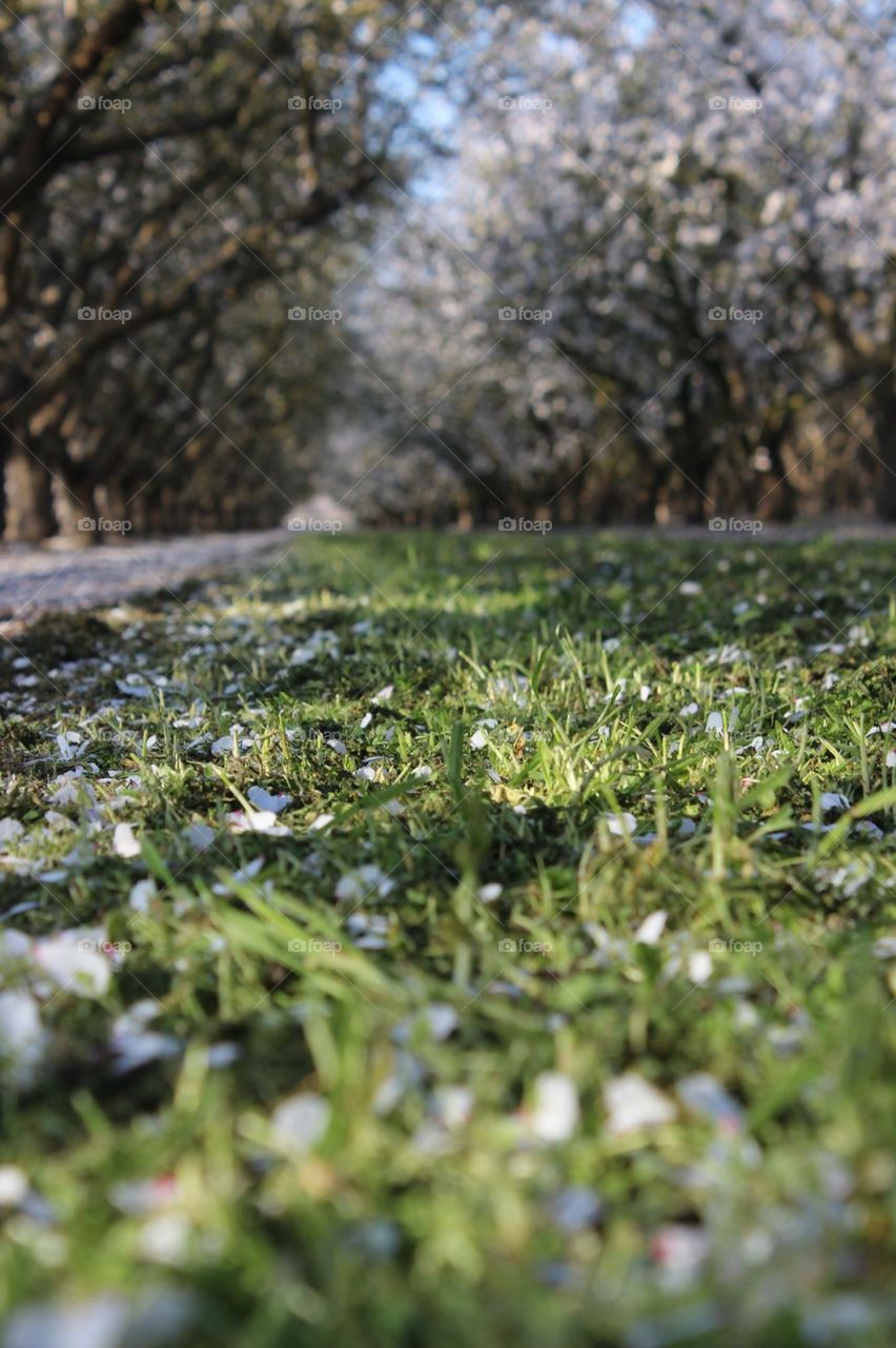 an almond orchard in the spring from the perspective of the lush ground