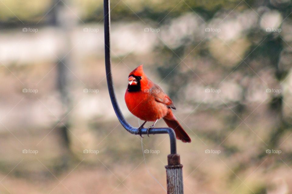 Red cardinal at the feeder 
