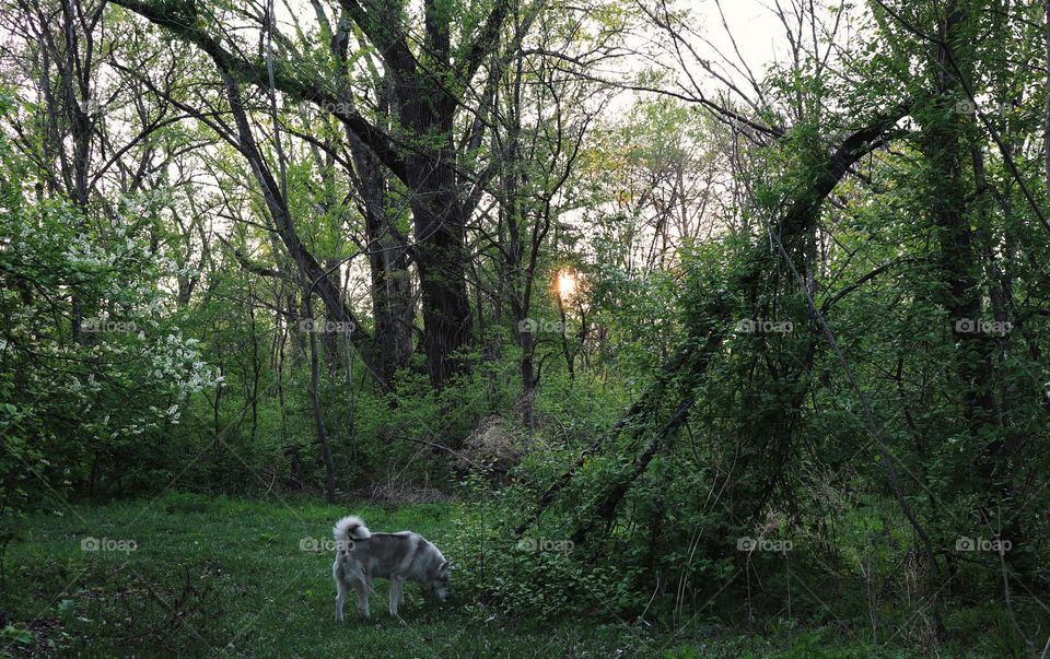 Summer green forest, warm evening, grey and white husky dog