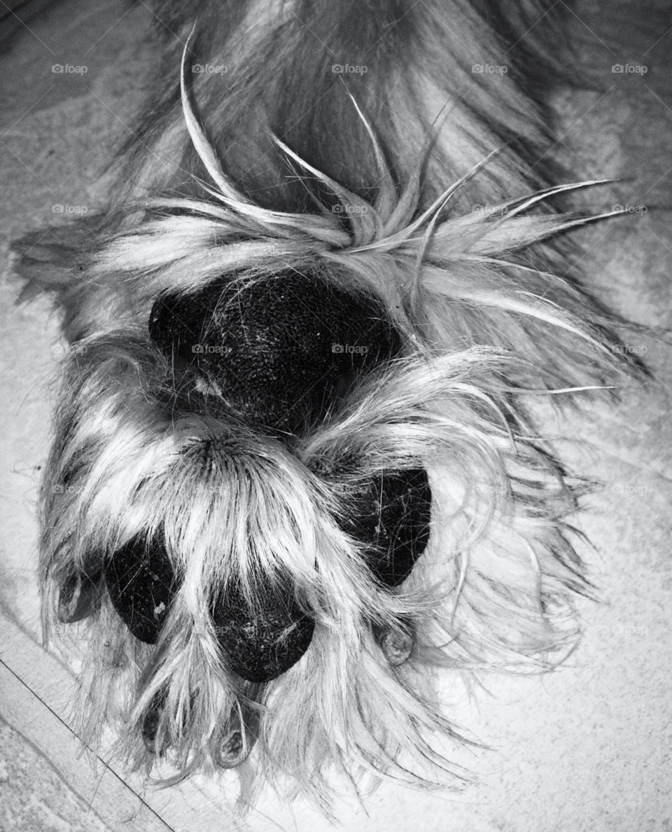 Dog, Animal, Portrait, Pet, Canine