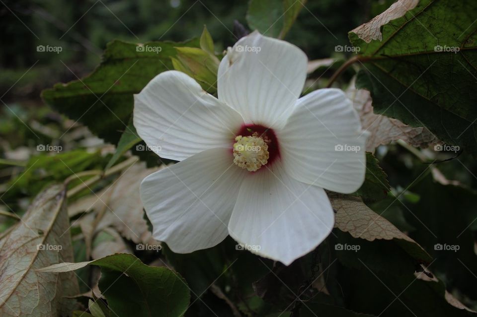 A Dark White Flower
