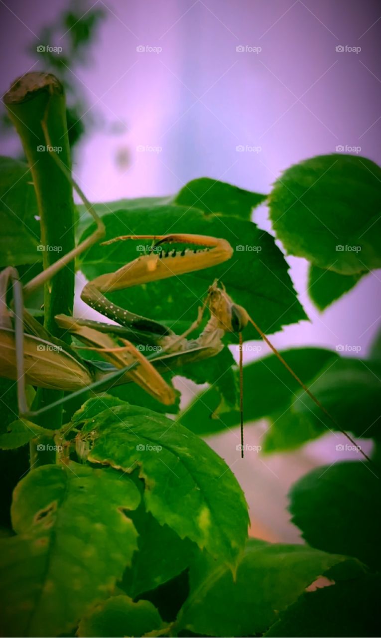 Preying mantis I brought home after finding at work