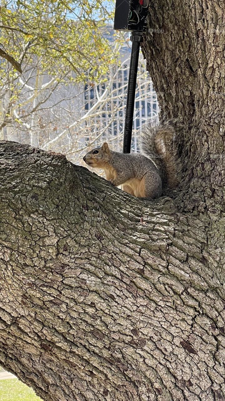 Squirrel