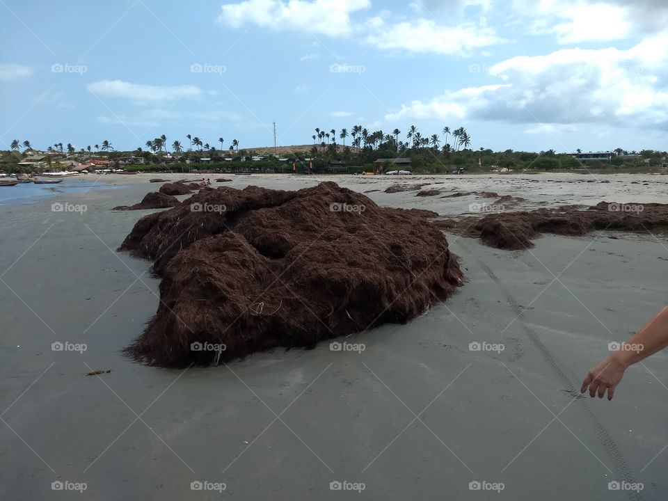 Jericoacoara - algas Marinhas