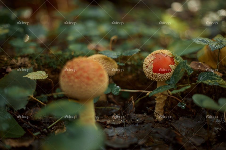 Red am Amanita mushrooms in autumn forest 