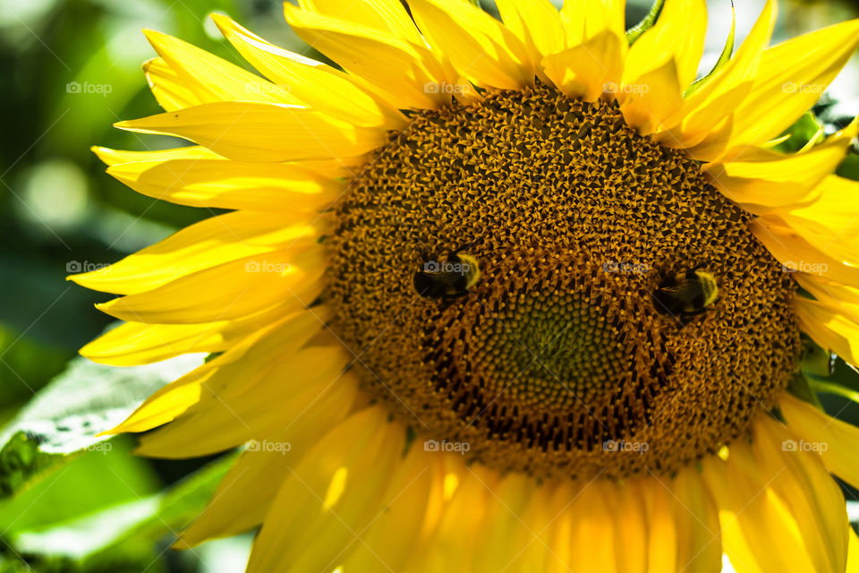 Smiley sunflower 