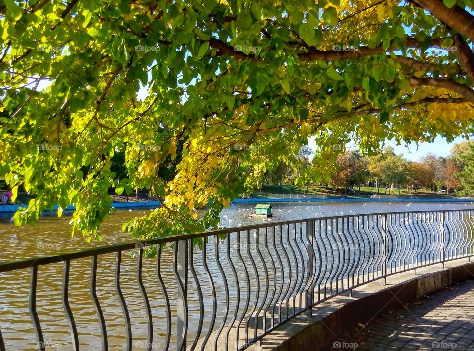 park lake trees парк озеро деревья