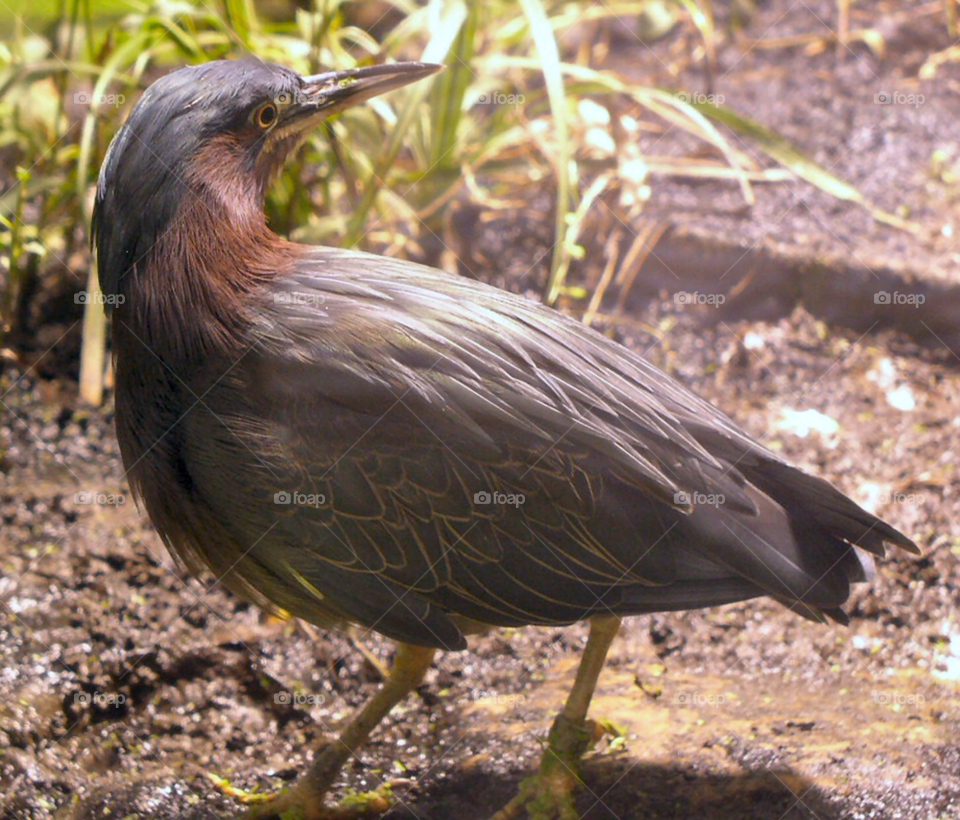 animal bird by refocusphoto