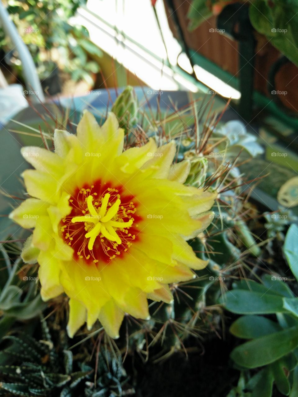 a closeup view of an amazing and colorful yellow cactus flower in a garden