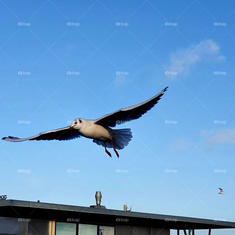 Bird flies through the sky