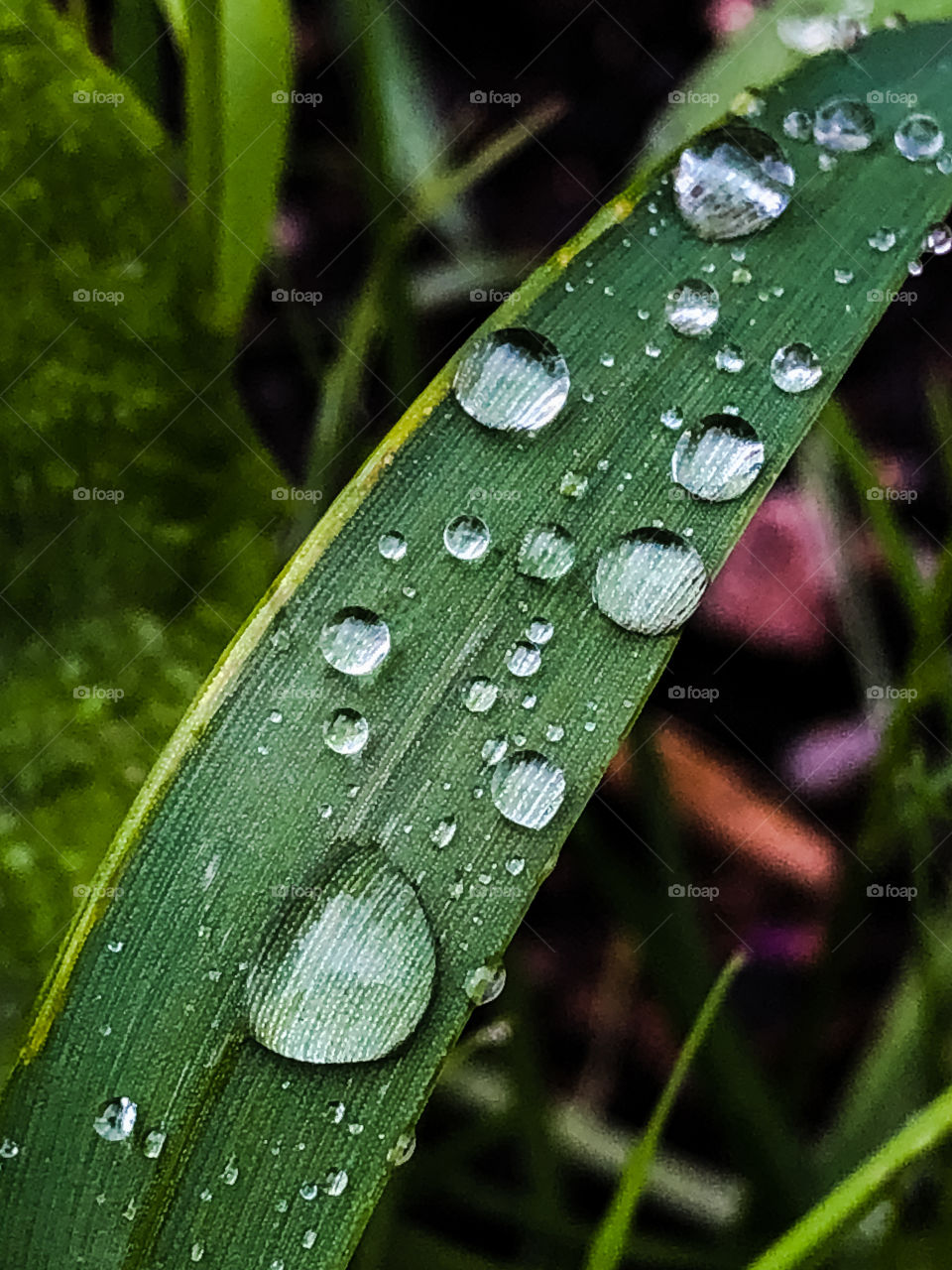 Various size raindrops balanced on a green leaf
