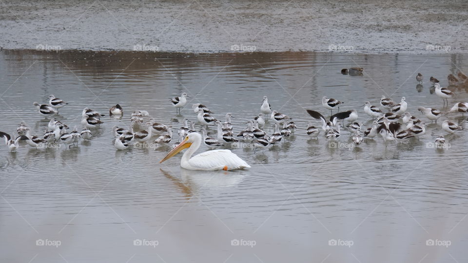 Bird watching, a good activity while social distancing.