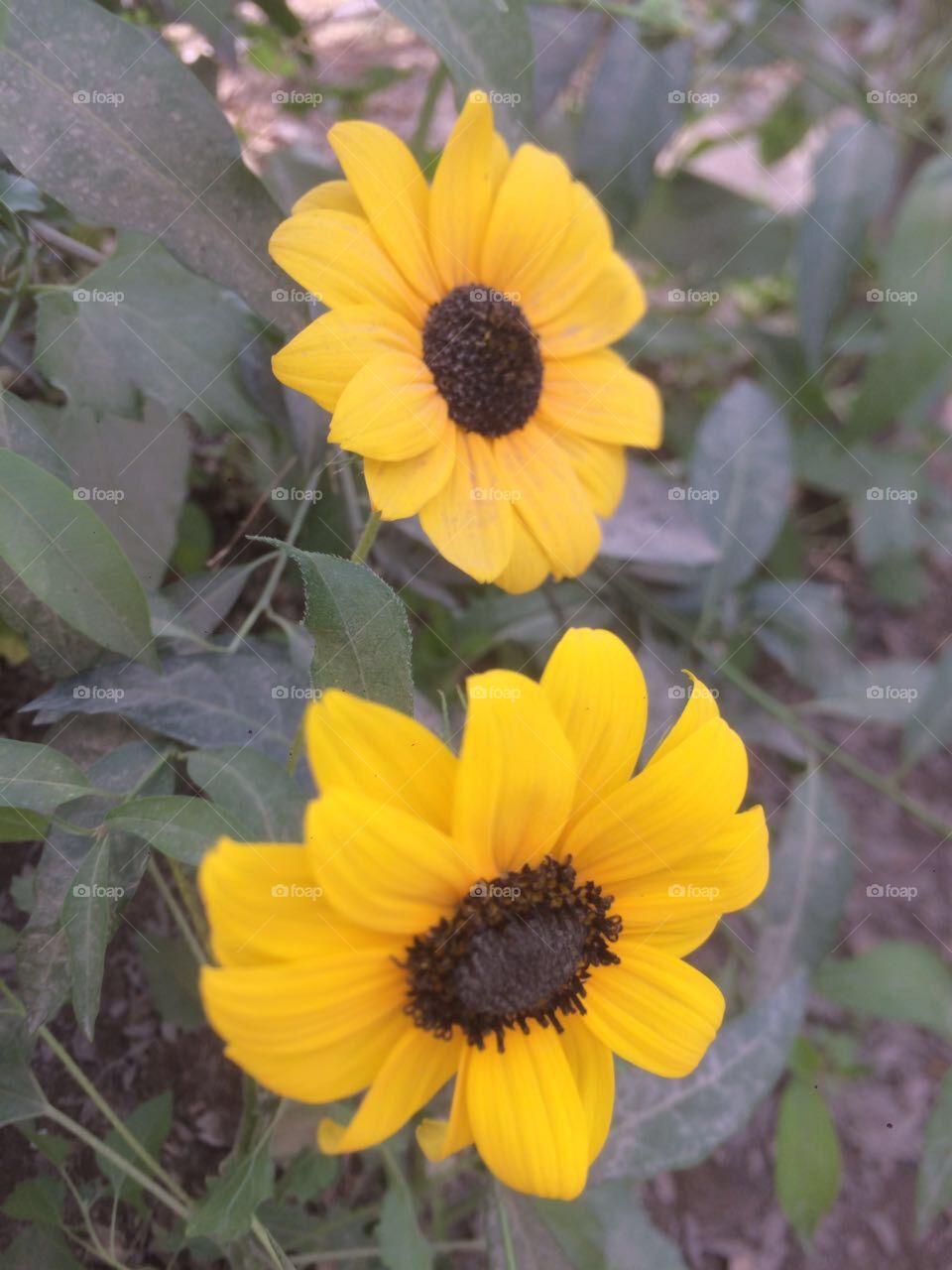 Beautiful Sunflower