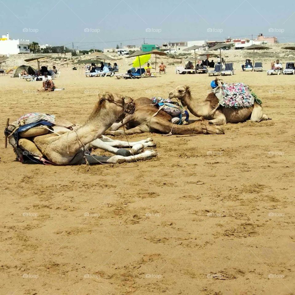 Travel destination  : camels near the beach at essaouira city in Morocco.