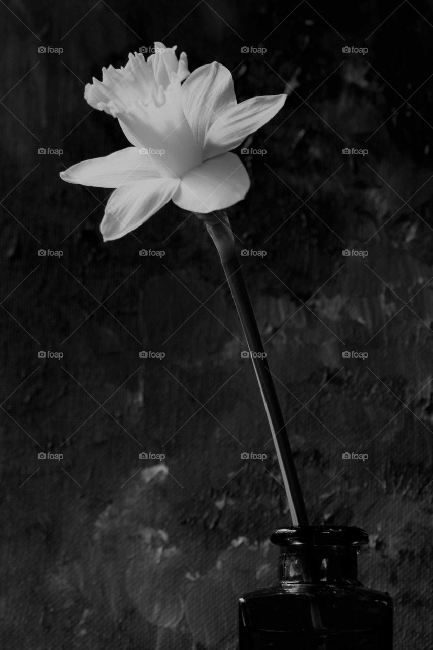 Daffodil in Black and White