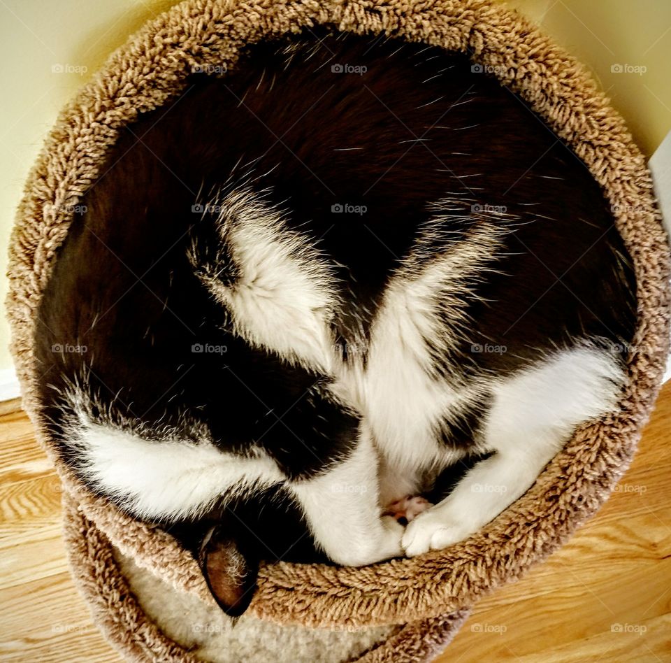 High angle view of a cat curled up and asleep